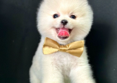 Safkan Pomeranian Mini Boo Yavrularımız